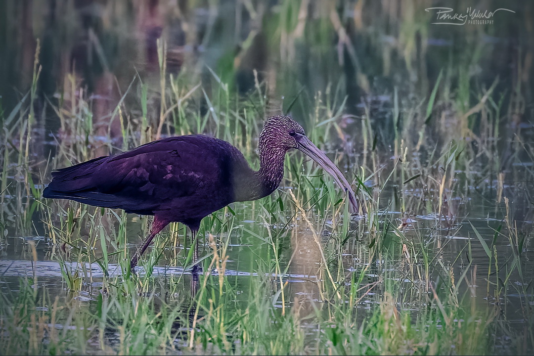 Glossy Ibis